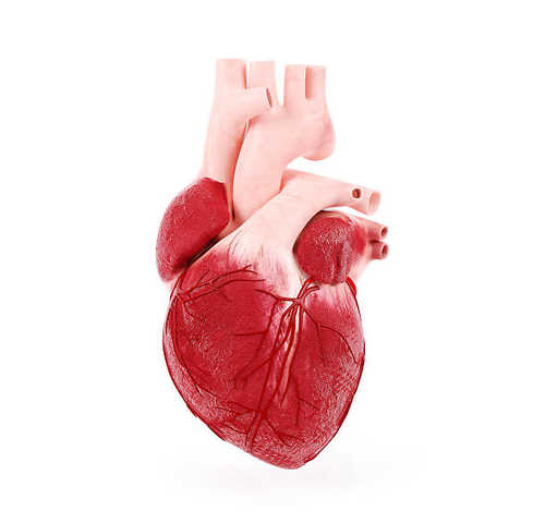 سکته قلبی چیست ؟ علائم سکته قلبی + عوارض سکته قلبی