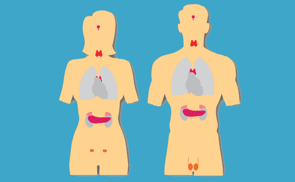 تاثیر مشکلات غددی بدن بر فشار خون پایین